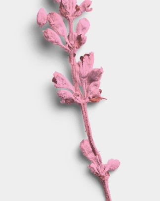 Rose Quartz Dried Flower Stem 02 PNG Image High Resolution.jpg