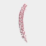 Rose Quartz Pressed Basil Seeds 01 PNG Image Thumbnail.jpg