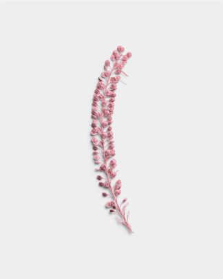 Rose Quartz Pressed Basil Seeds 01 PNG Image Thumbnail.jpg