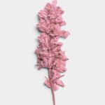 Rose Quartz Pressed Botanical Leaves 01 PNG Image Thumbnail.jpg