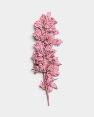 Rose Quartz Pressed Botanical Leaves 01 PNG Image Thumbnail.jpg