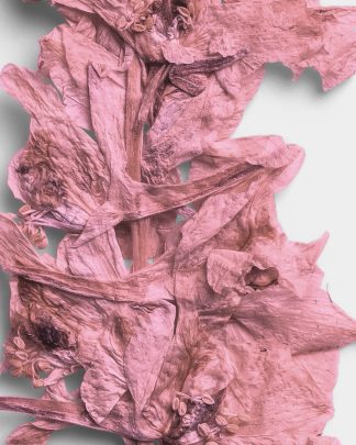 Rose Quartz Pressed Botanical Leaves 02 PNG Image High Resolution.jpg