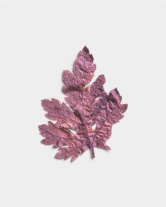 Rose Quartz Pressed Dried Leaf 01 PNG Image Thumbnail.jpg