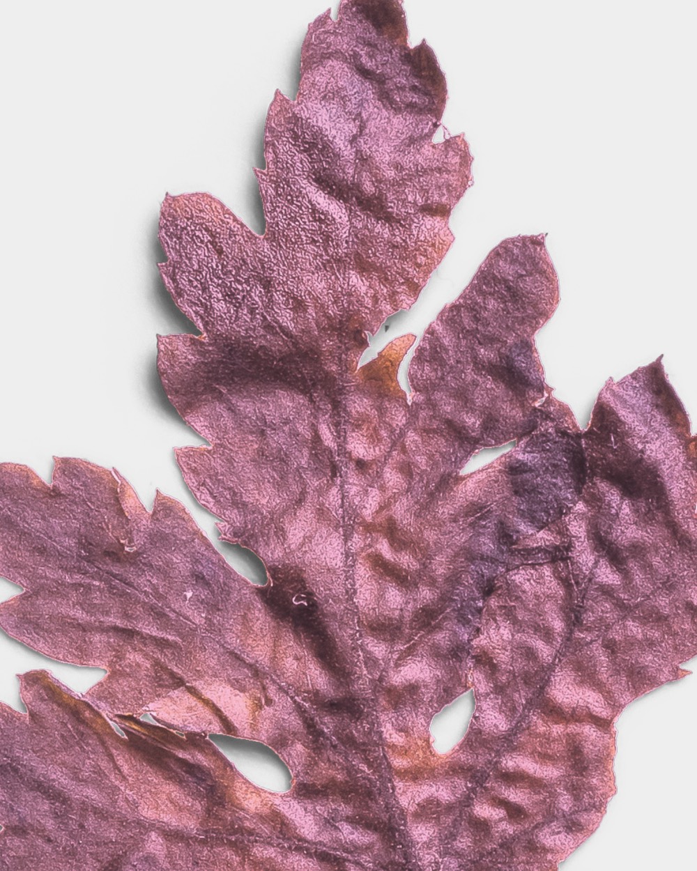 Rose Quartz Pressed Dried Leaf 02 PNG Image High Resolution.jpg