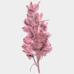 Rose Quartz Pressed Dried Leaves 01 PNG Image Thumbnail.jpg