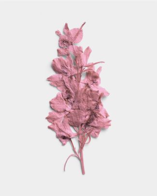 Rose Quartz Pressed Dried Leaves 01 PNG Image Thumbnail.jpg