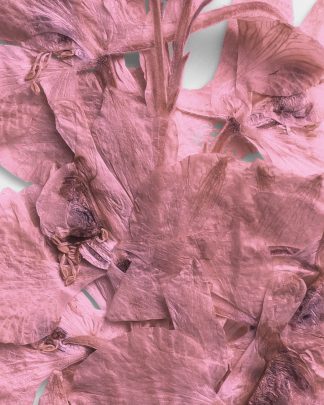 Rose Quartz Pressed Dried Leaves 02 PNG Image High Resolution.jpg