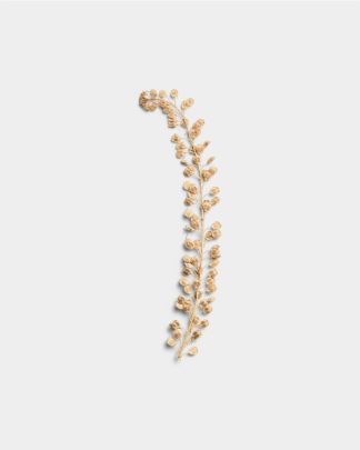 Sandstone Basil Seeds 01 PNG Image Thumbnail.jpg