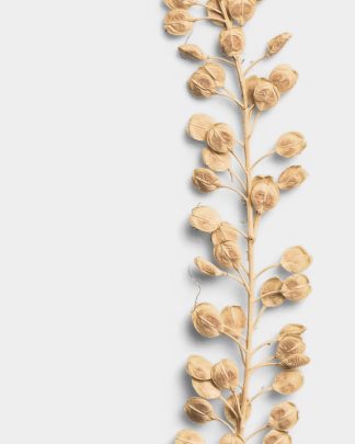 Sandstone Basil Seeds 02 PNG Image High Resolution.jpg