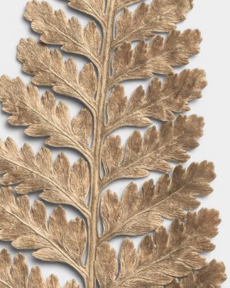 Sandstone Dried Fern Leaf 02 PNG Image High Resolution.jpg