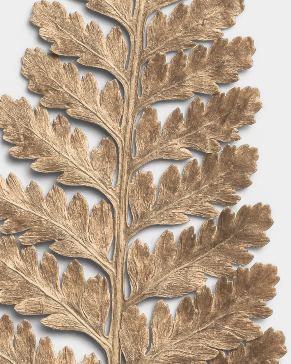 Sandstone Dried Fern Leaf 02 PNG Image High Resolution.jpg