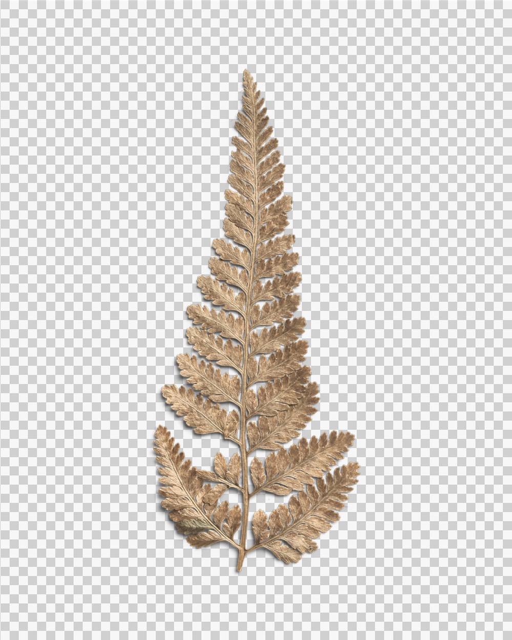 Sandstone Dried Fern Leaf 03 PNG Image Transparent Background.jpg
