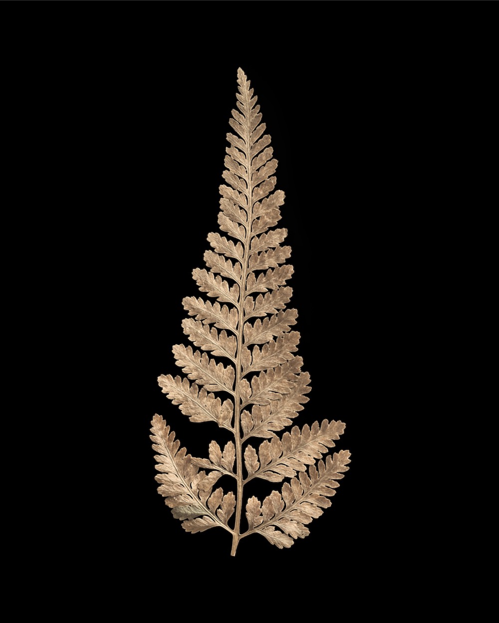 Sandstone Dried Fern Leaf 04 PNG Image Isolated Object.jpg