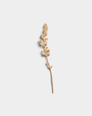 Sandstone Dried Flower Stem 01 PNG Image Thumbnail.jpg