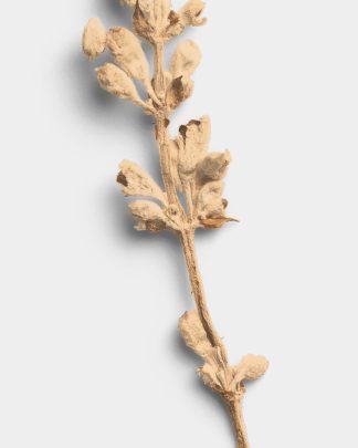 Sandstone Dried Flower Stem 02 PNG Image High Resolution.jpg