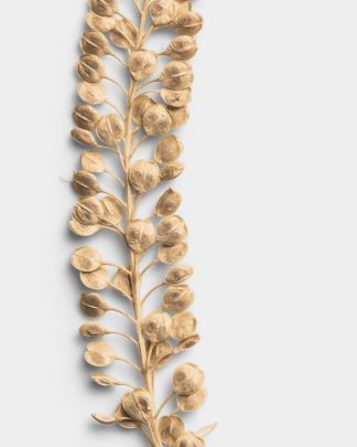 Sandstone Pressed Basil Seeds 02 PNG Image High Resolution.jpg