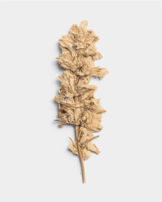 Sandstone Pressed Botanical Leaves 01 PNG Image Thumbnail.jpg