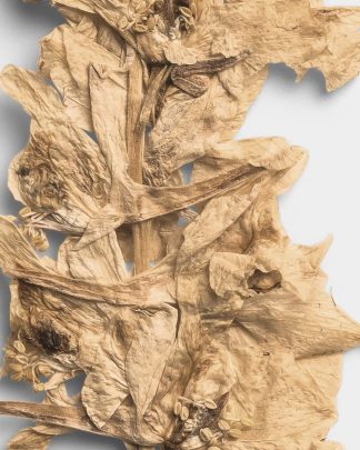 Sandstone Pressed Botanical Leaves 02 PNG Image High Resolution.jpg