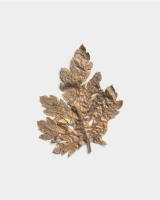 Sandstone Pressed Dried Leaf 01 PNG Image Thumbnail.jpg