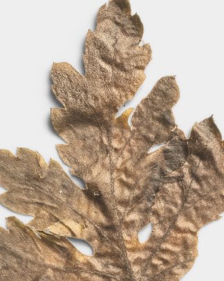 Sandstone Pressed Dried Leaf 02 PNG Image High Resolution.jpg