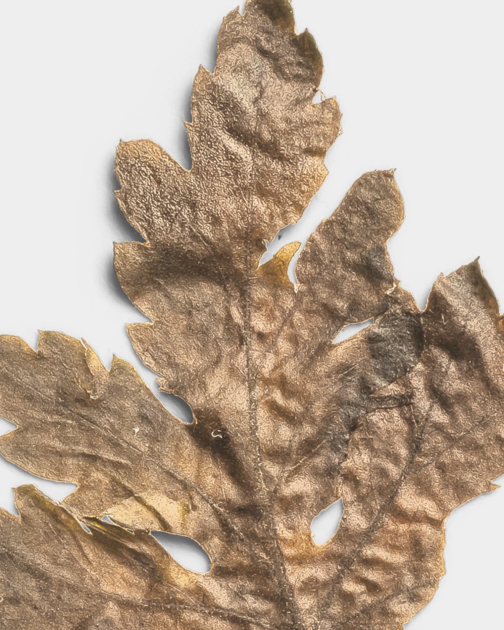 Sandstone Pressed Dried Leaf 02 PNG Image High Resolution.jpg