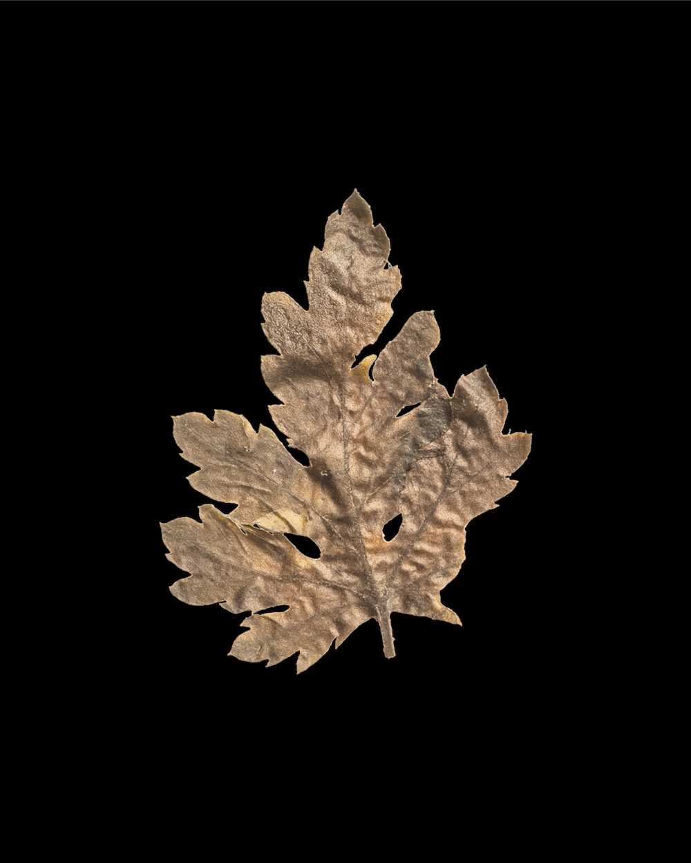 Sandstone Pressed Dried Leaf 04 PNG Image Isolated Object.jpg