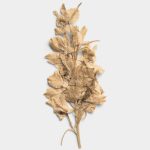 Sandstone Pressed Dried Leaves 01 PNG Image Thumbnail.jpg