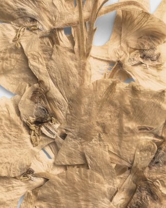 Sandstone Pressed Dried Leaves 02 PNG Image High Resolution.jpg