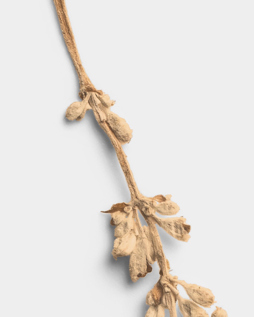 Sandstone Pressed Flower Stem 02 PNG Image High Resolution.jpg