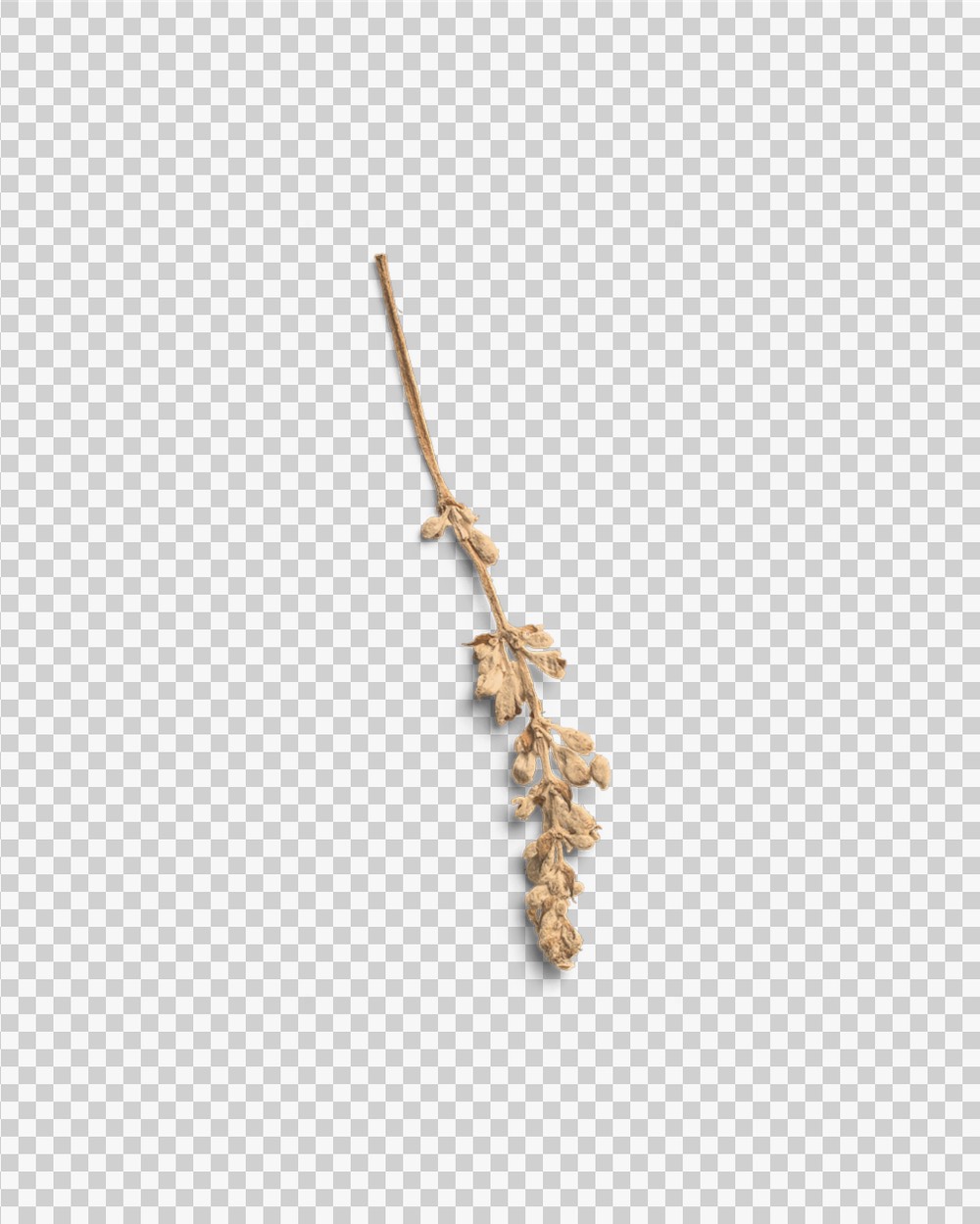 Sandstone Pressed Flower Stem 03 PNG Image Transparent Background.jpg