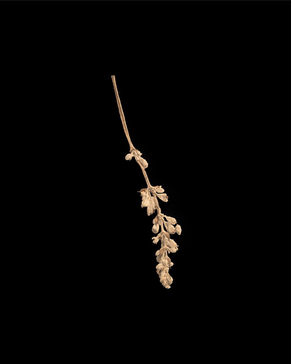Sandstone Pressed Flower Stem 04 PNG Image Isolated Object.jpg