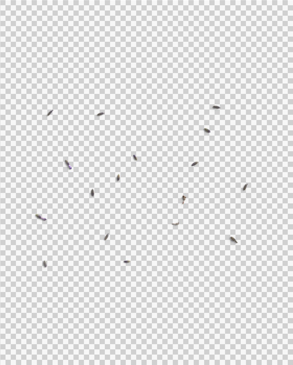 Scattered Lavender Seeds 03 PNG Image Transparent Background.jpg