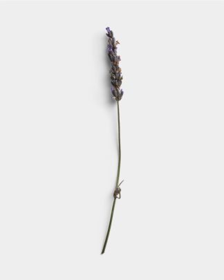 Single Lavender Stem 01 PNG Image Thumbnail.jpg