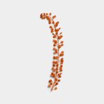 Terracotta Basil Seeds 01 PNG Image Thumbnail.jpg