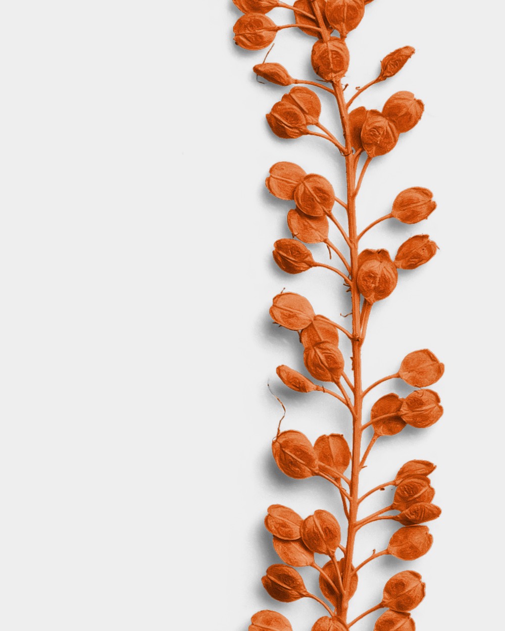 Terracotta Basil Seeds 02 PNG Image High Resolution.jpg
