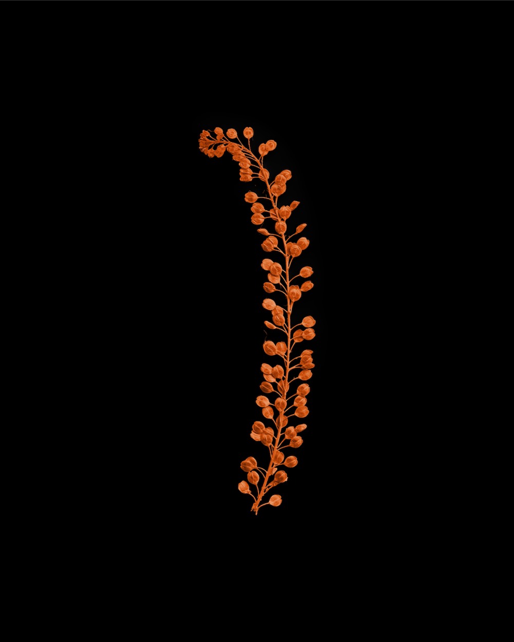 Terracotta Basil Seeds 04 PNG Image Isolated Object.jpg