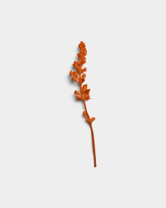 Terracotta Dried Flower Stem 01 PNG Image Thumbnail.jpg