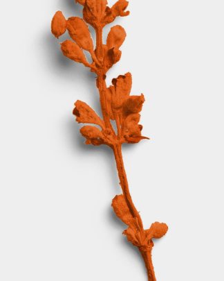 Terracotta Dried Flower Stem 02 PNG Image High Resolution.jpg