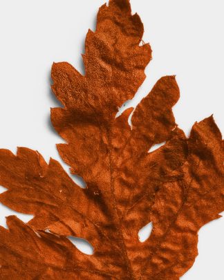 Terracotta Pressed Dried Leaf 02 PNG Image High Resolution.jpg