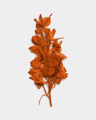 Terracotta Pressed Dried Leaves 01 PNG Image Thumbnail.jpg