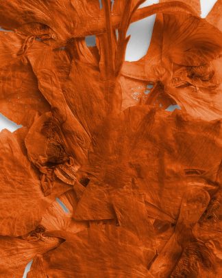 Terracotta Pressed Dried Leaves 02 PNG Image High Resolution.jpg