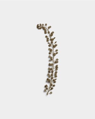 Umber Basil Seeds 01 PNG Image Thumbnail.jpg