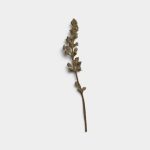Umber Dried Flower Stem 01 PNG Image Thumbnail.jpg