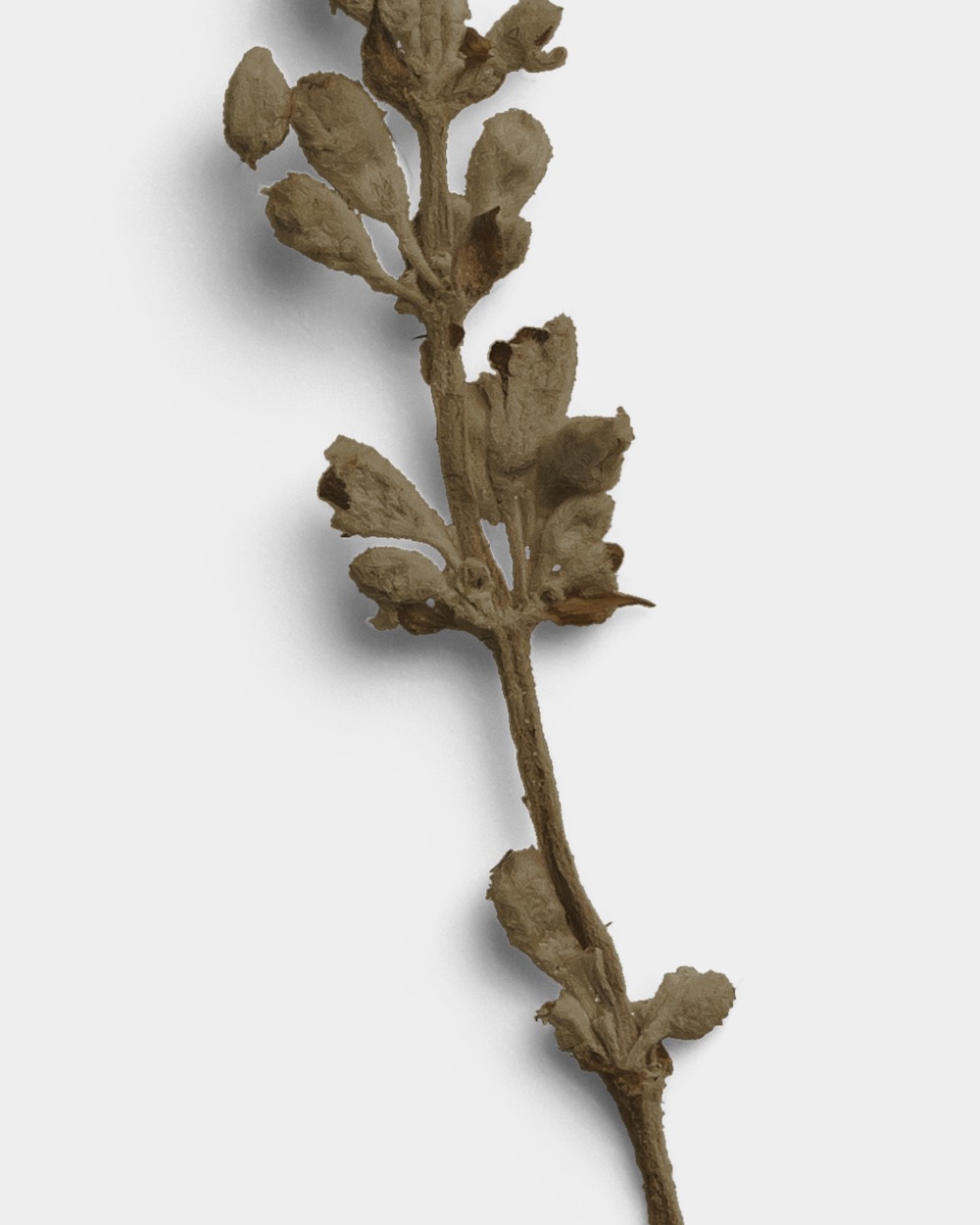 Umber Dried Flower Stem 02 PNG Image High Resolution.jpg