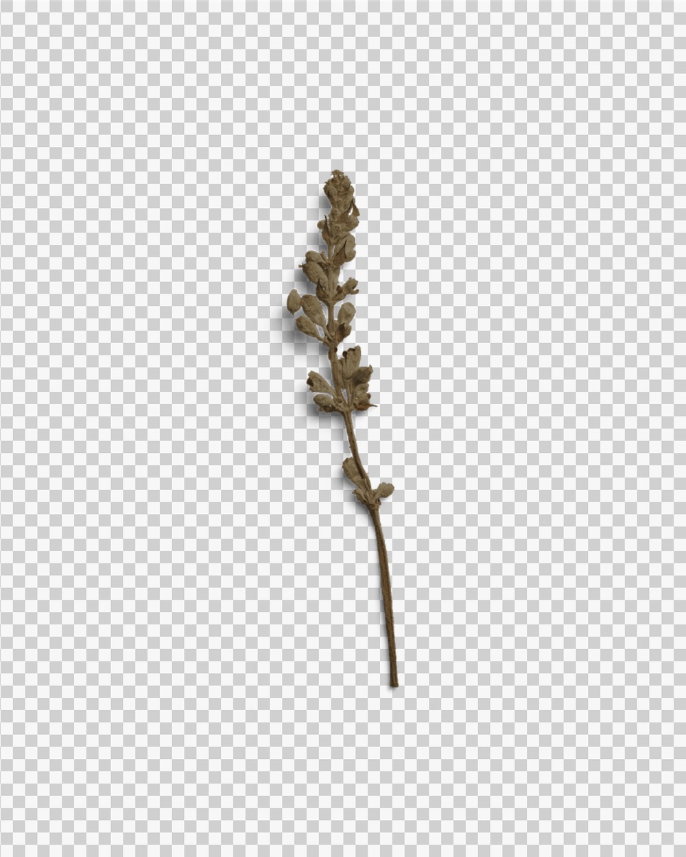 Umber Dried Flower Stem 03 PNG Image Transparent Background.jpg