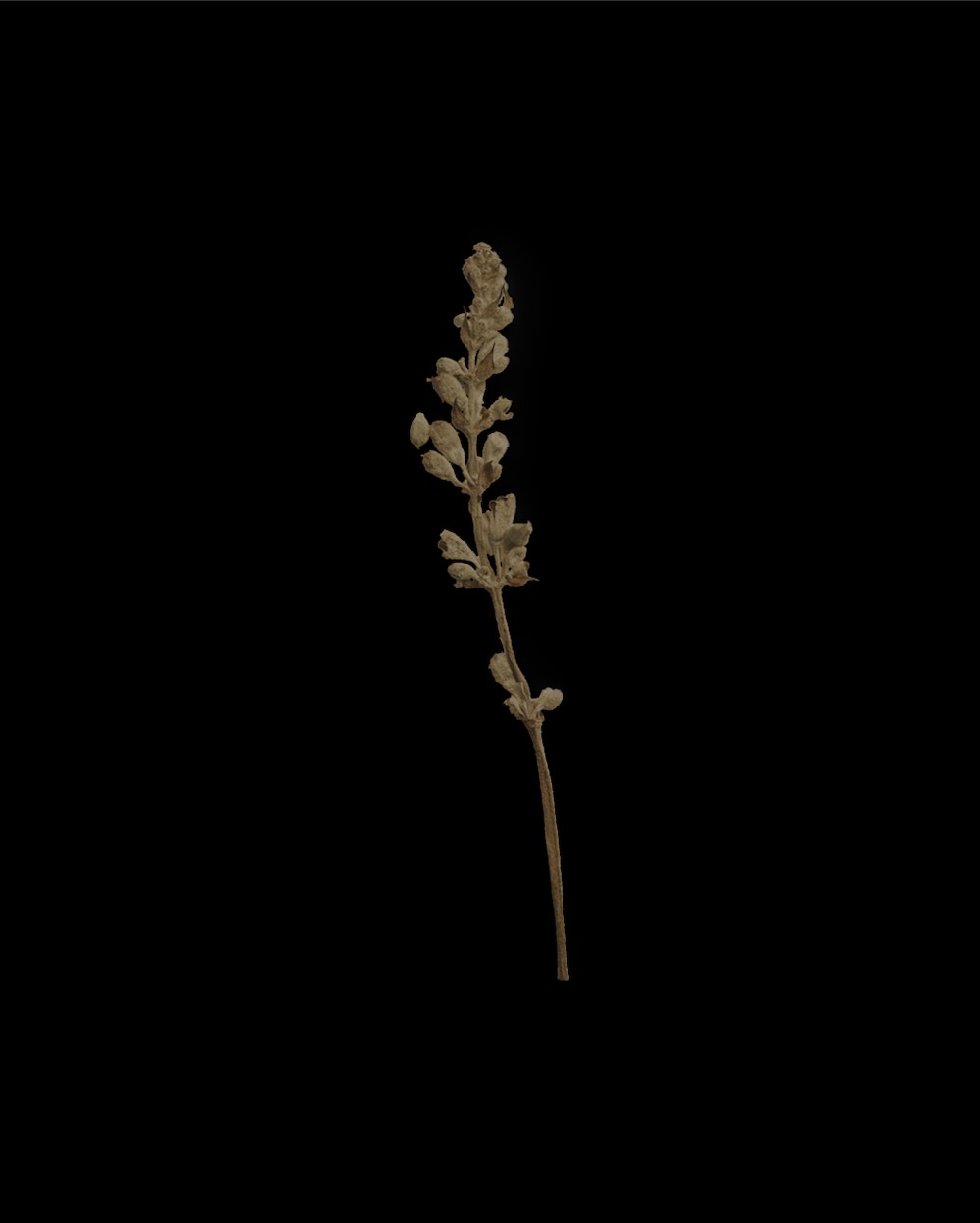 Umber Dried Flower Stem 04 PNG Image Isolated Object.jpg