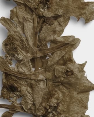 Umber Pressed Botanical Leaves 02 PNG Image High Resolution.jpg