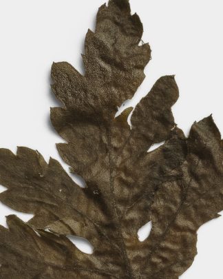 Umber Pressed Dried Leaf 02 PNG Image High Resolution.jpg