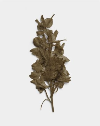 Umber Pressed Dried Leaves 01 PNG Image Thumbnail.jpg