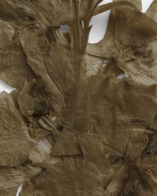 Umber Pressed Dried Leaves 02 PNG Image High Resolution.jpg